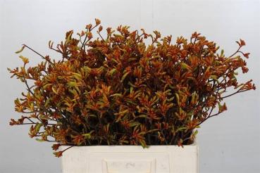 Vollsortiment - Anigozanthos orange - 10 Stiele